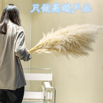 Reed dried flower bouquet home living room decoration immortal real flower air-dried natural pampas grass landscaping decoration ins