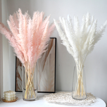 Natural ins wind pink white reed rabbit tail dried flower material primary color bedroom living room desktop balcony dried flower bag