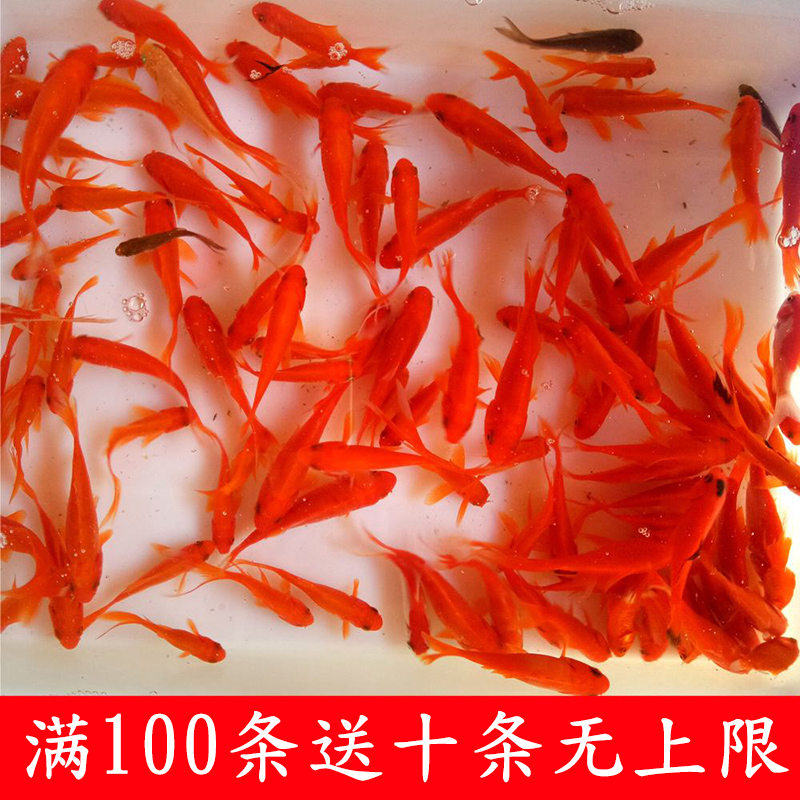 Red grass carp Release fish cold water fish Freshwater fish Set up stalls to feed small gold fish Ornamental fish Small goldfish live fish