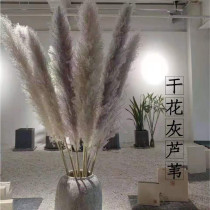 New net red big reed pampas grass dried flower bouquet desktop decoration shooting props flower arrangement decoration eternal flower natural