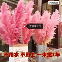 Nordic ins reed decoration live room background shopping mall landscaping living room super large landing pampas grass dried flowers eternal flowers