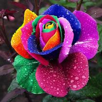 Flower pots planters 12 Kinds Of 50 Seeds Rainbow rose seed