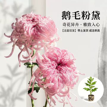 鹅毛粉黛菊苗-鹅毛粉黛菊苗促销价格、鹅毛粉黛菊苗品牌- 淘宝