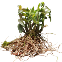 Shier Street Dendrobium seedlings three-year large cluster seedlings 9~15 plants per cluster of Maple Dou seedlings with substrate to send flower pots