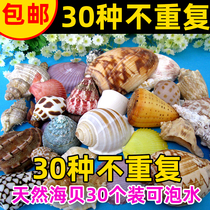 Natural conch shells 30 non-repeating conch shells fish tank landscaping large conch shell set