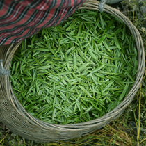 Ming Qipang tea green tea 2021 new tea bulk Maojian spring tea Emeishan bamboo leaves Maofeng Bud
