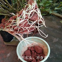 Chishui Dendrobium Dendrobium special Danxia stone hanging basket red stone planting iron bonsai water absorption strong moisturizing