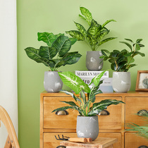 Simulation turtle back potted indoor simulation plant plastic small potted decoration green plant simulation flowers and plants fake plants
