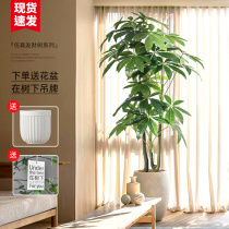 Fortune tree simulation green plant high-end light luxury indoor plant decoration decoration large living room bionic flower potted fake tree