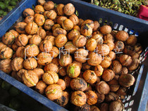 Fresh walnuts hand-to-green skin 2021 Shaanxi Xian Qinling specialty thin skin original flavor tender raw wet walnuts
