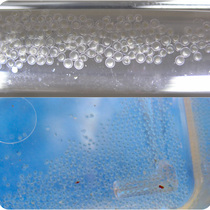 Experiment of AB TU pharmacological toxicological experiment of embryonic fish eggs (0 - 3 days) of zebrafish