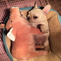 Dog Molar Teeth Toy Samo Fafa Dou Sleeping Companion Pet Supplies Imitation Pig Fagu Doll Plush Bite Pillow