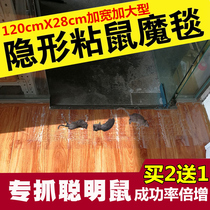 Transparent rat-killing magic carpet steps up powerful sticky rat board glued to mouse glue and mousetrap to catch the big mouse Kstar full cohort end