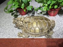 Golden nanmu shady Ebony Ebony mahogany root carving crafts Animal Flower and Bird Dragon turtle gift office decoration