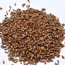 Cassia seed 6 catties of grass cassia seed Chinese herbal medicine wholesale pillow core clean bulk 500g grams