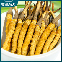 (Fresh Grass 0 68g root) 40 Cordyceps Sinensis Tibet Naqu Cordyceps Fresh Cordyceps SF Cold Chain
