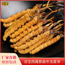 Longbao Cordyceps sinensis Tibet Naqu Cordyceps sinensis non-Yushu fresh unbroken grass dry Cordyceps 1 gram