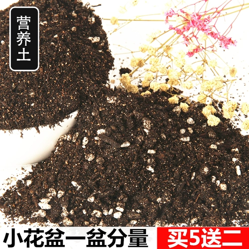 Бонусное садоводство сочное растение пять -в одном питательном почве