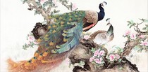 G459 auspicious blessing gifts calligraphy and painting Chinese painting flowers and birds freehand White Magnolia peony Peacock