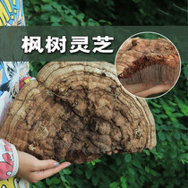 Village girl wild maple tongue Lucid Lingzhi Changbai Mountain Zhengzong Old Mother fungus Whole Branch Rinzhi can be sliced to powder traditional Chinese medicine