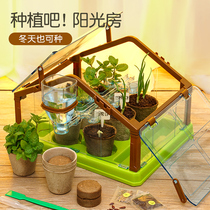 Planting Sunshine Room Toys Childrens Science Experimental Material Package Set Handmade Works Primary School Plant Observation