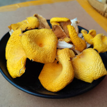 Dried chanterelles yellow elm mushrooms golden mushrooms non-wild Yunnan native mushrooms crispy and tender good soup