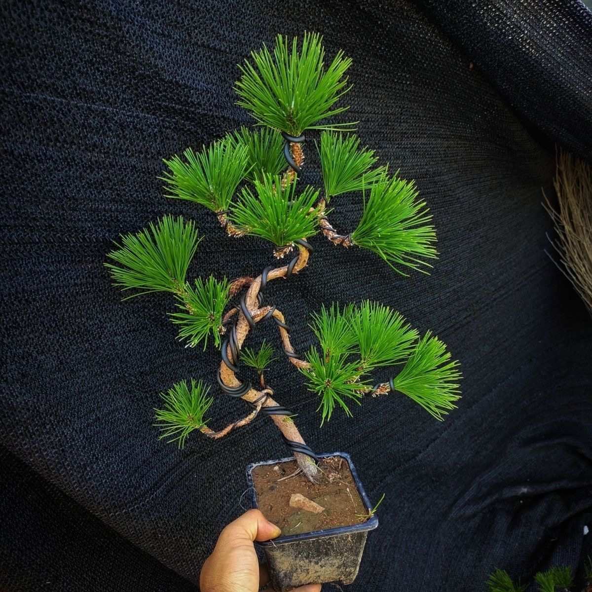 盆栽小松树-盆栽小松树促销价格、盆栽小松树品牌- 淘宝