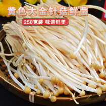 Hot Pot Ingredients Flammulina velutipes Fresh Edible Fungi Fresh Fungi Sichuan Hot Pot Ingredients Yellow Flammulina velutipes 250g