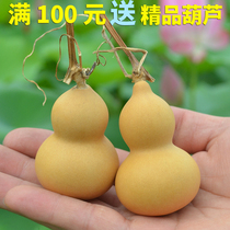 Natural small gourd boutique Wen play hand twist handle with faucet hand piece 4-7cm plate play small American gourd