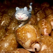 Shell Meow shell cat meow meow Shell City will play gift decoration ornaments Carnival Ibrahin plaything