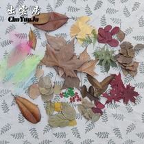 Dead leaves maple leaves dried flower specimens real dead leaves decoration natural fallen leaves dry ginkgo sycamore leaves handmade stickers