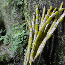 Guizhou four mesona chinensis mountains Chishui Dendrobium nobile fresh article fresh old article 500g herbs taste the bitter better