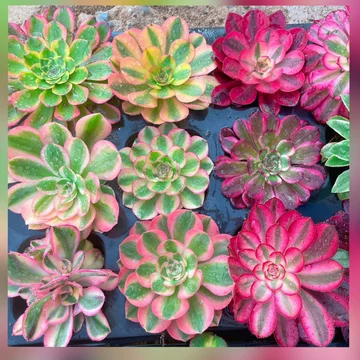 法师多肉植物老桩-法师多肉植物老桩促销价格、法师多肉植物老桩品牌- 淘宝