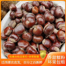 New authentic Qianxi chestnut selection small chestnut oil chestnut 5kg fresh raw chestnut nut specialty bulk