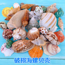 Low price for sale of natural conch shell damaged snail 1kg large set fish tank landscaping decoration aquarium set decoration