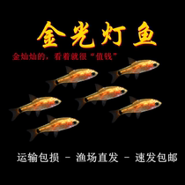 Golden Lightfish Golden Yuan Baufish Traffic Light Fish Freshwater Fish Tropical Fish Watching Fish Aquarius Live Fish