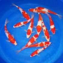 Koi Live Fish Cold Water Water Watching Fish Peacock Qiu Xiaozhao and Red and White Tricolor Platinum Gold Gold Writing Dragon Feng
