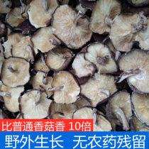 New goods Fujian special production wild linen wood mushrooms dried goods Quanzhou farmhouse wood mushrooms mushrooms winter mushrooms farm mushrooms 500g