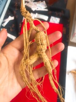 Xu Ji fresh goods Pure ginseng New goods 15 years moving mountain ginseng Northeast ginseng