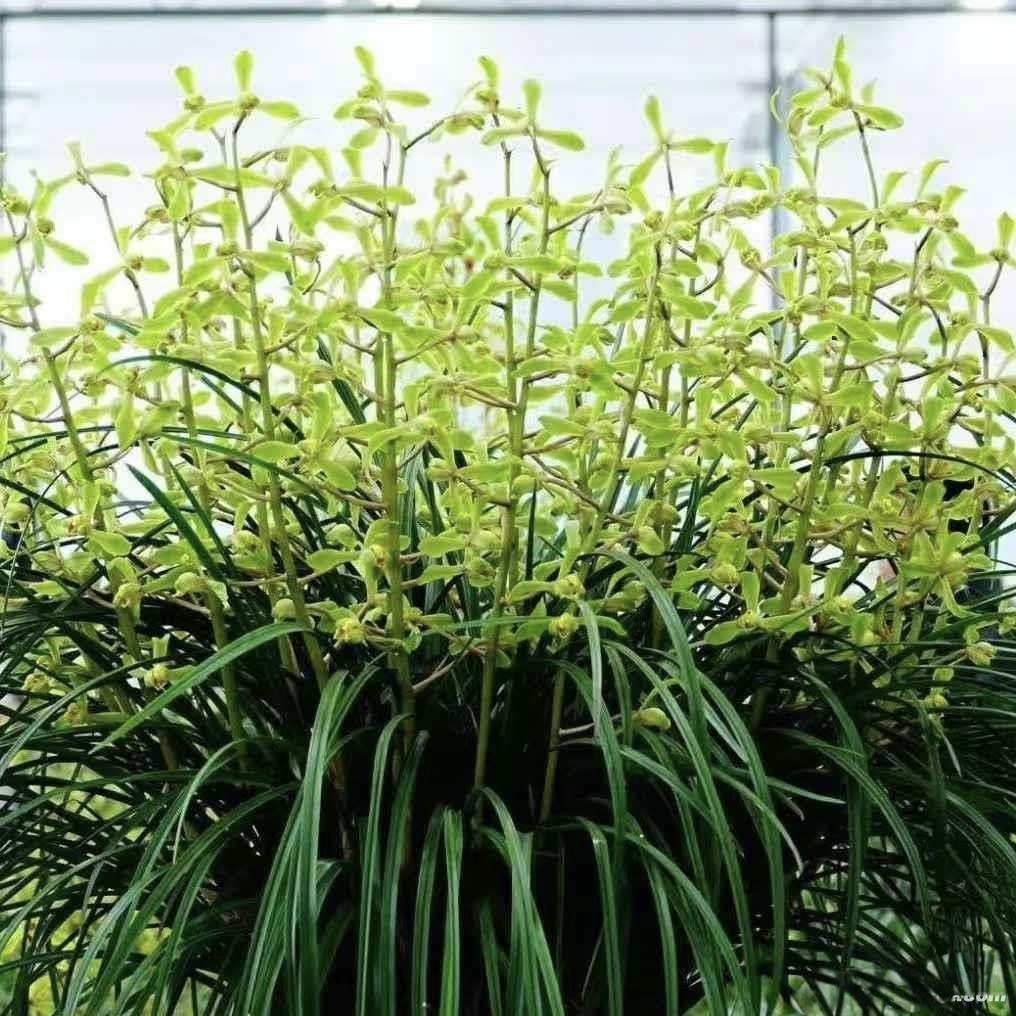 蕙兰老八种-蕙兰老八种促销价格、蕙兰老八种品牌- 淘宝