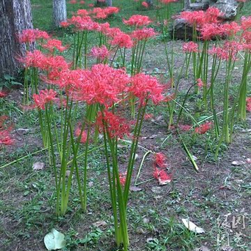 16元包邮 彼岸花种球 石蒜种球 曼珠沙华种球 庭院阳台盆栽花卉