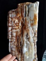 Yuhengxuan tree natural characteristics of water coconut rare boutique wood fossil stone special price