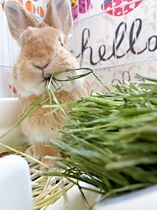  2021 New grass drying north tip stubble 5A grade rabbit main grass 500g