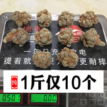 Lion Head Yunnan Wenshan Spring Sanqi 10-20-30 Head Special Field Seven 500g Ultra Fine Powder Non-Wild