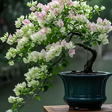 白色三角梅盆栽-白色三角梅盆栽促销价格、白色三角梅盆栽品牌- 淘宝