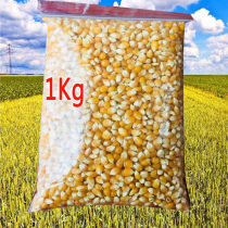 Corn grain Small corn grain الذرة Popcorn corn Popcorn corn