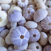 Natural sea urchin shell air pineapple base DIY shell conch gardening supplies decorative ornaments