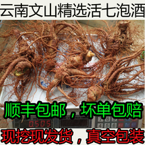 Fresh Panax notoginseng Wenshan dry three seven four years old Three seven fields seven live three small pot wine now dug out vacuum packaging