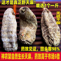 Tianma dry premium fresh Tianma Wu Tianma flakes Wild Tianma powder ultrafine non-dizziness headache Zhaotong Yunnan