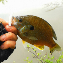 Black Pit Sunfish Specializes In East Tripod 2 Inch Senko Noodle Bug High Proportion Unleaded To Catch Fishing Group Bass